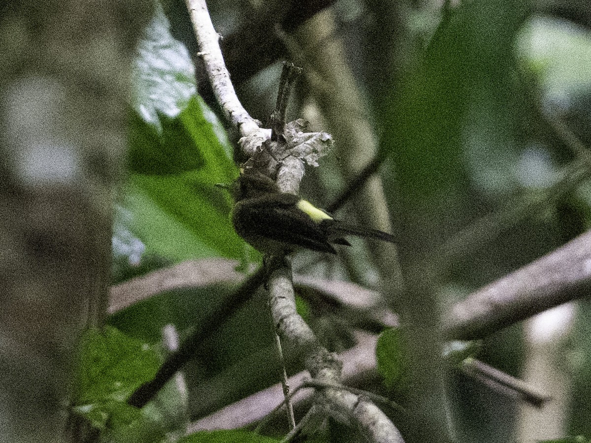 Sulphur-rumped Flycatcher - ML636590986