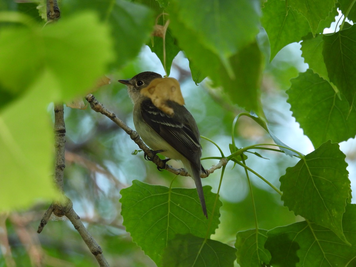 Least Flycatcher - ML636591101