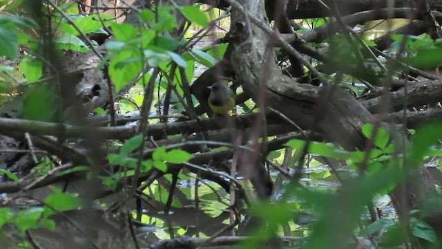 Mourning Warbler - ML636591103