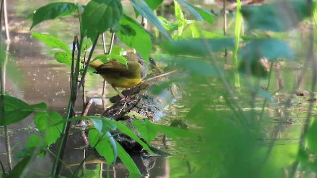 Mourning Warbler - ML636591116