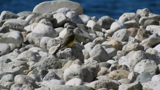 Western Kingbird - ML636591120