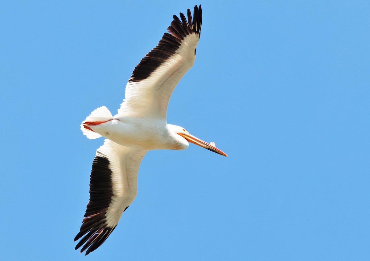 American White Pelican - ML636591216