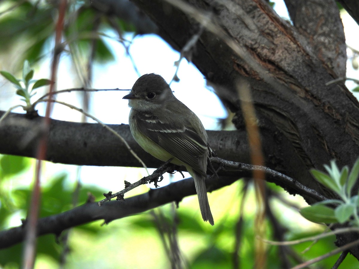 Least Flycatcher - ML636591221