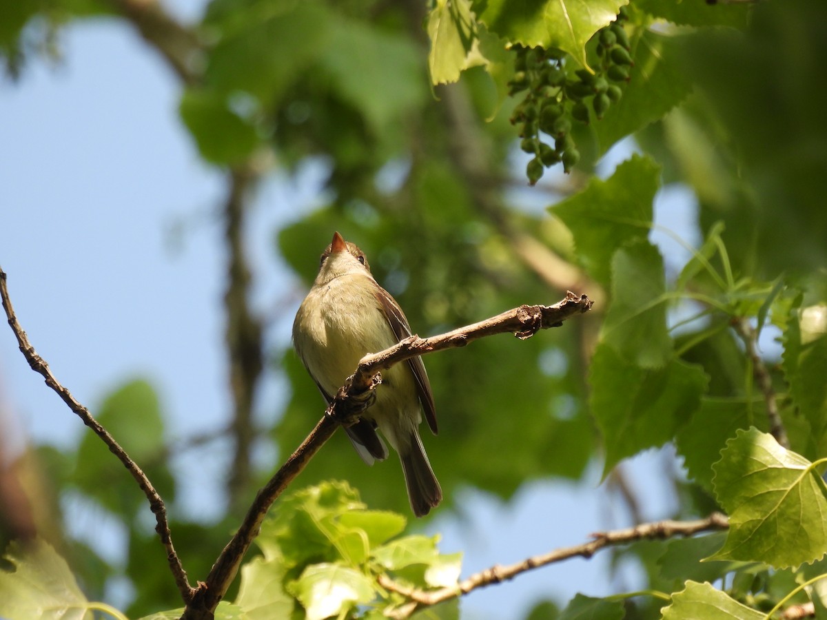 Least Flycatcher - ML636591222