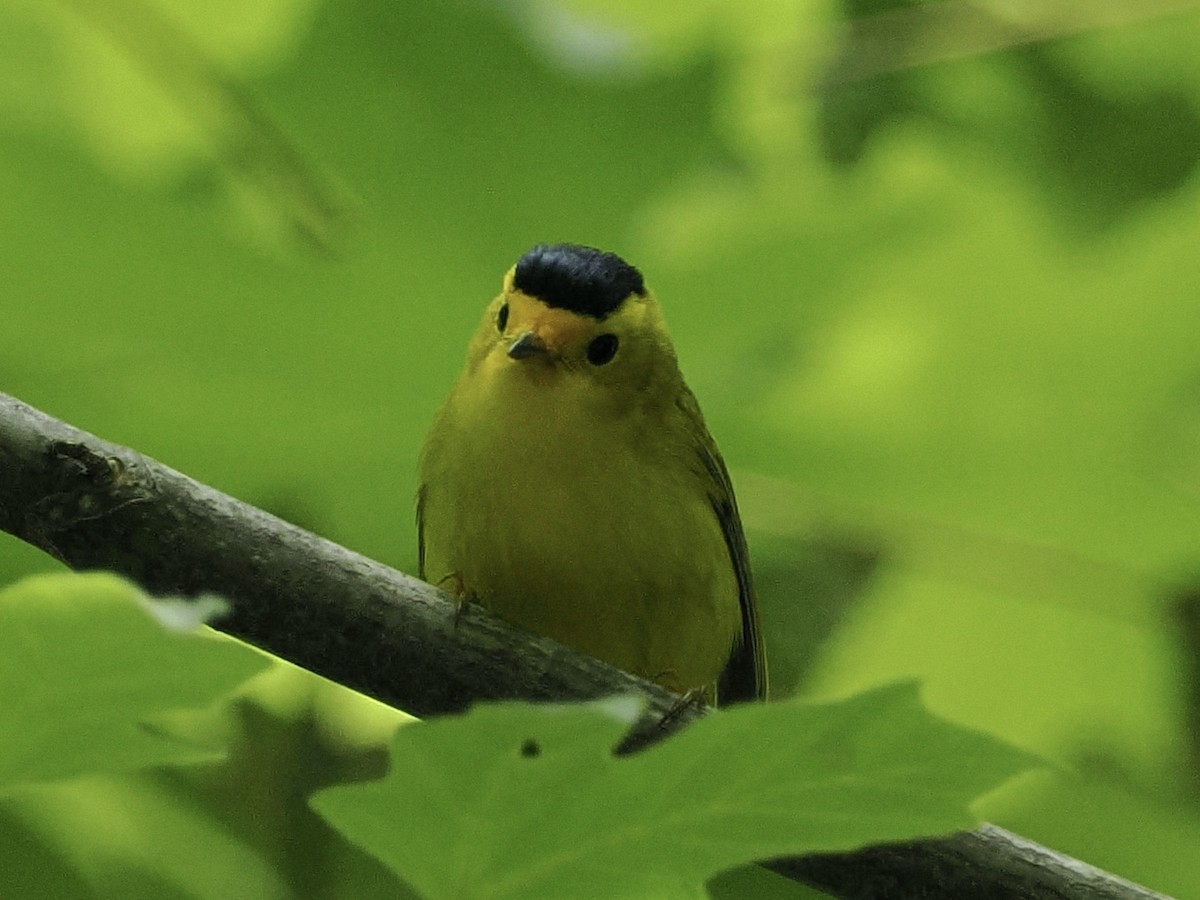 Wilson's Warbler - ML636591257
