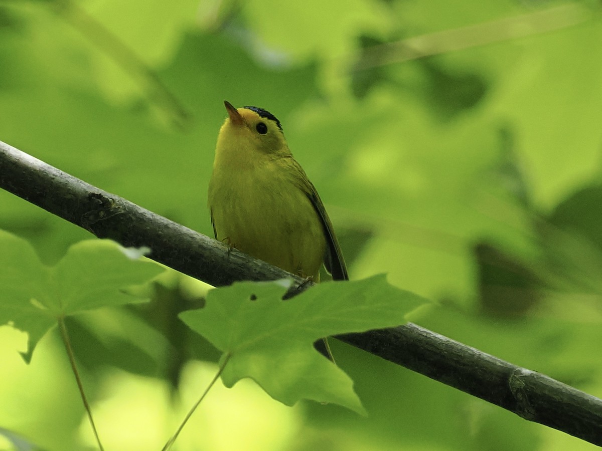 Wilson's Warbler - ML636591258