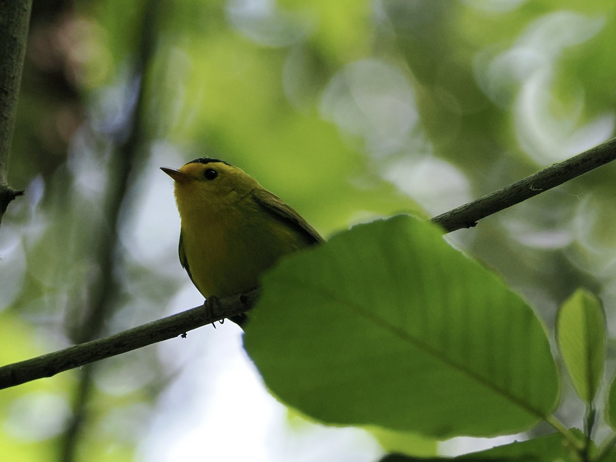 Wilson's Warbler - ML636591259