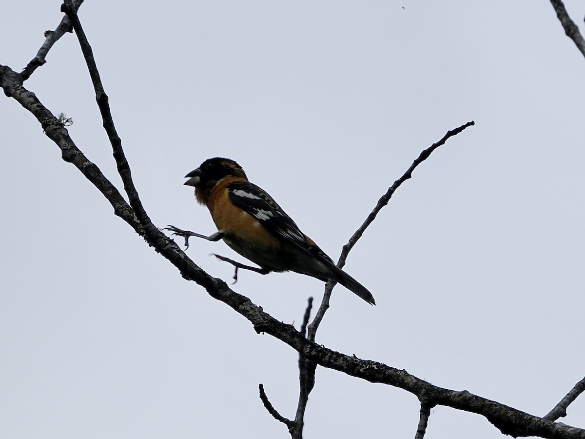 Black-headed Grosbeak - ML636591276