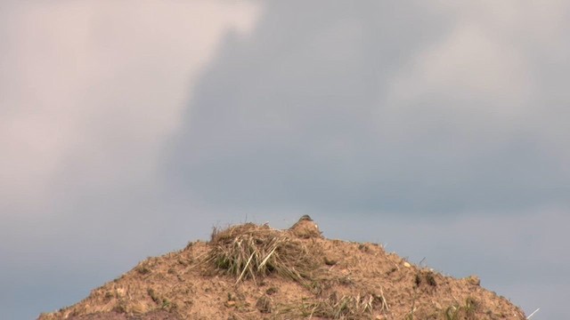 Savannah Sparrow (Savannah) - ML636591278