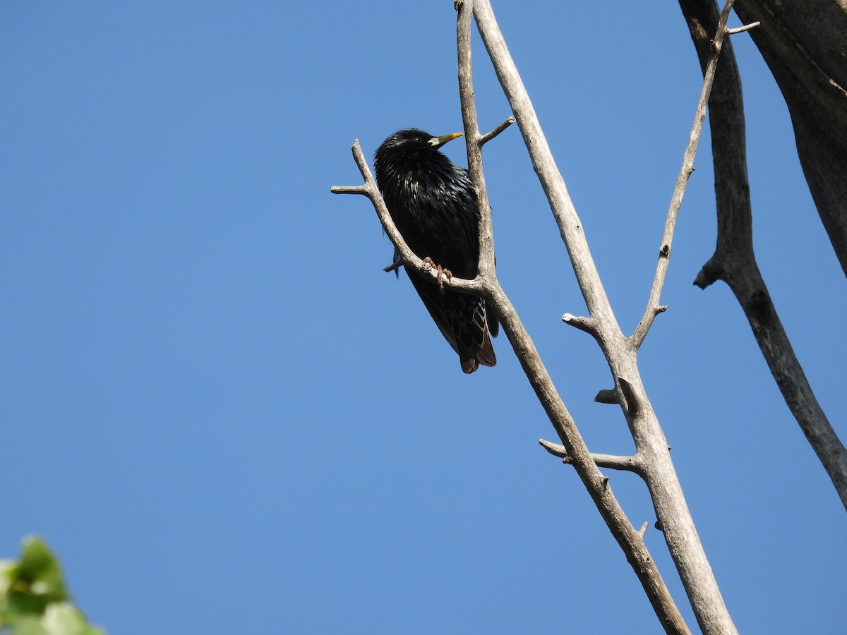 European Starling - ML636591341