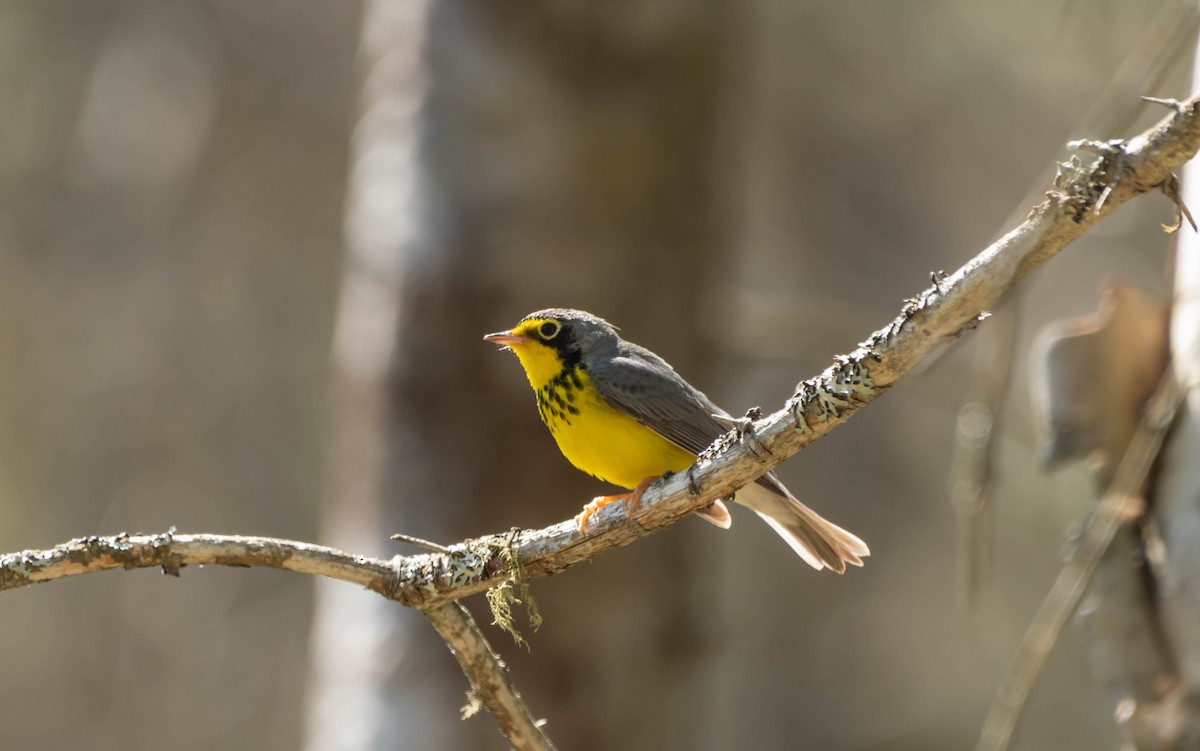 Canada Warbler - ML636591401