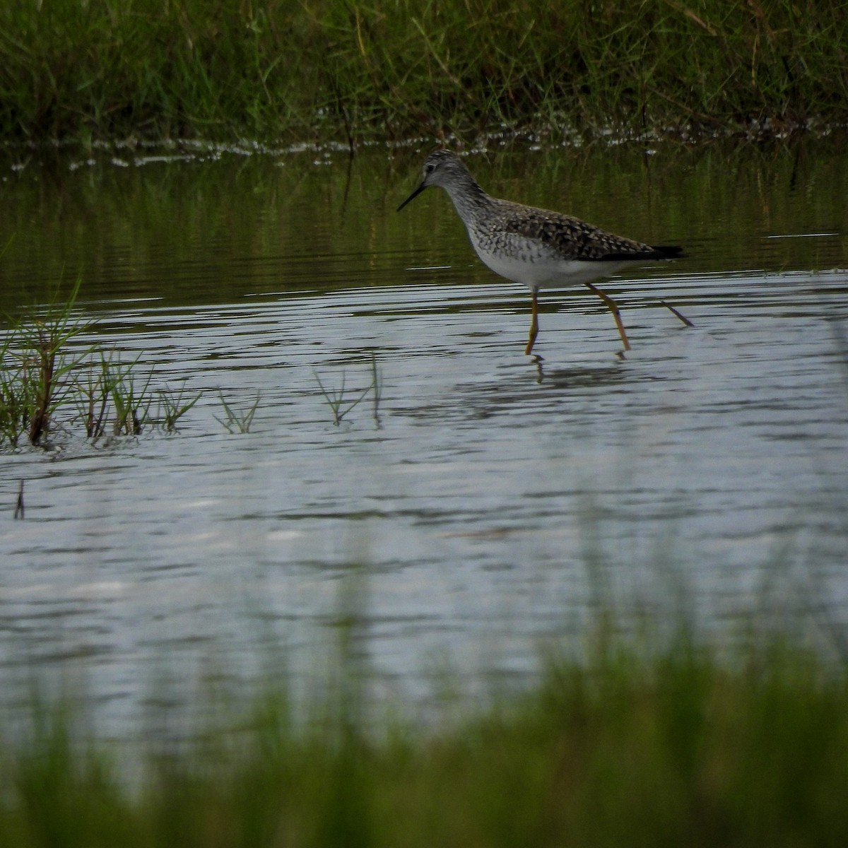 Lesser Yellowlegs - ML636591433