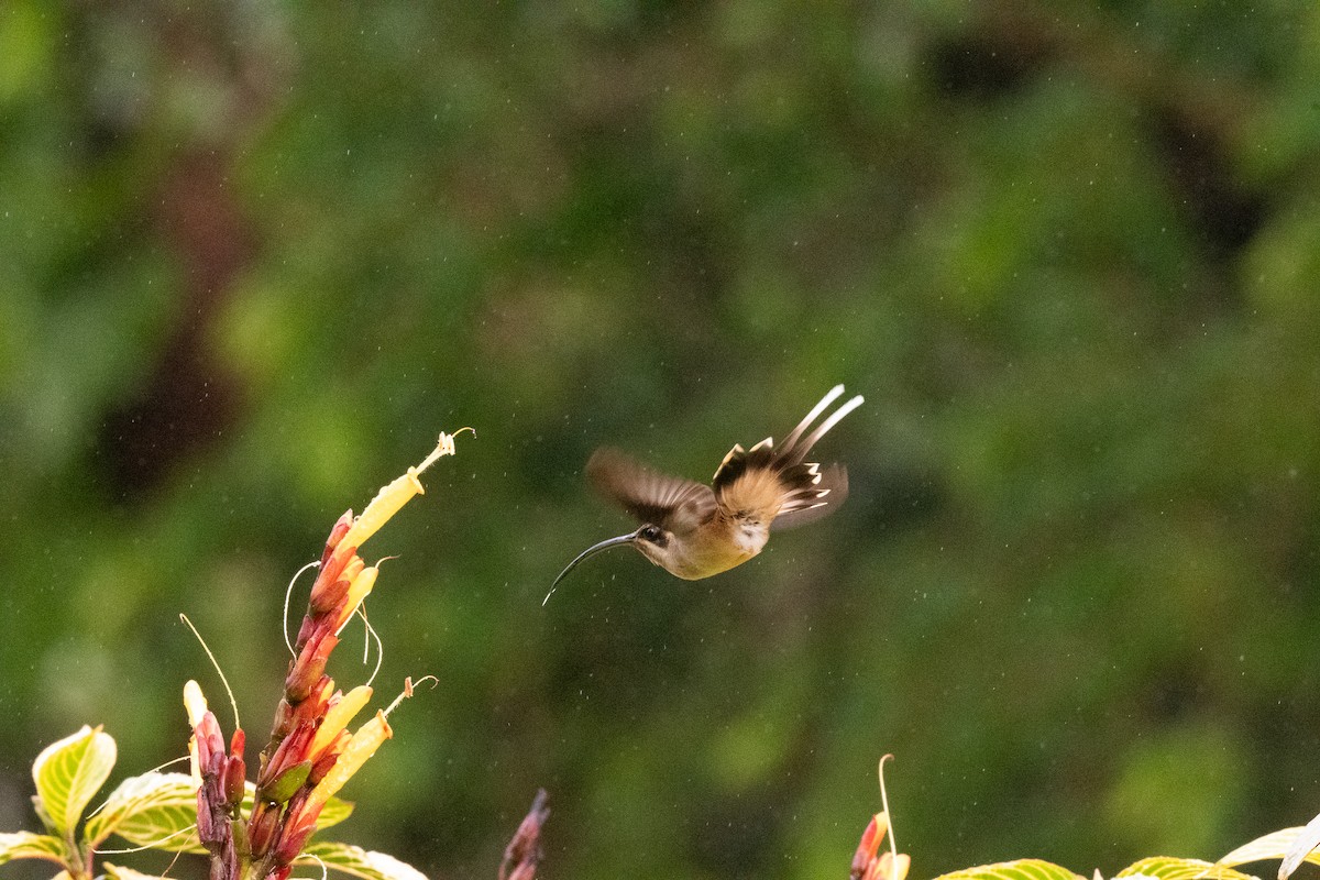 Long-billed Hermit - ML636591528