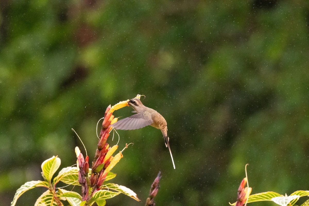Long-billed Hermit - ML636591529