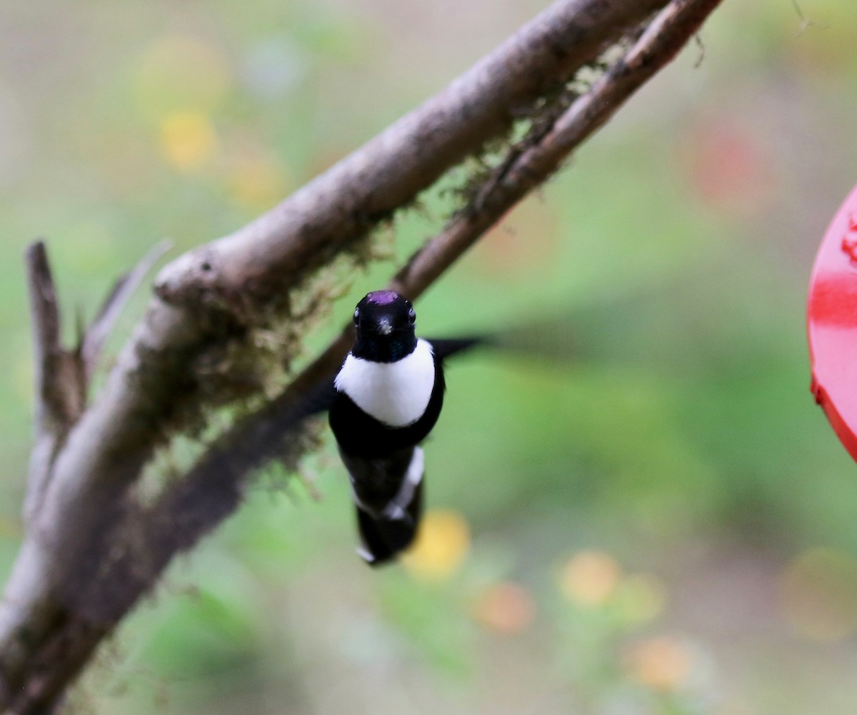 Collared Inca (Collared) - ML636591544