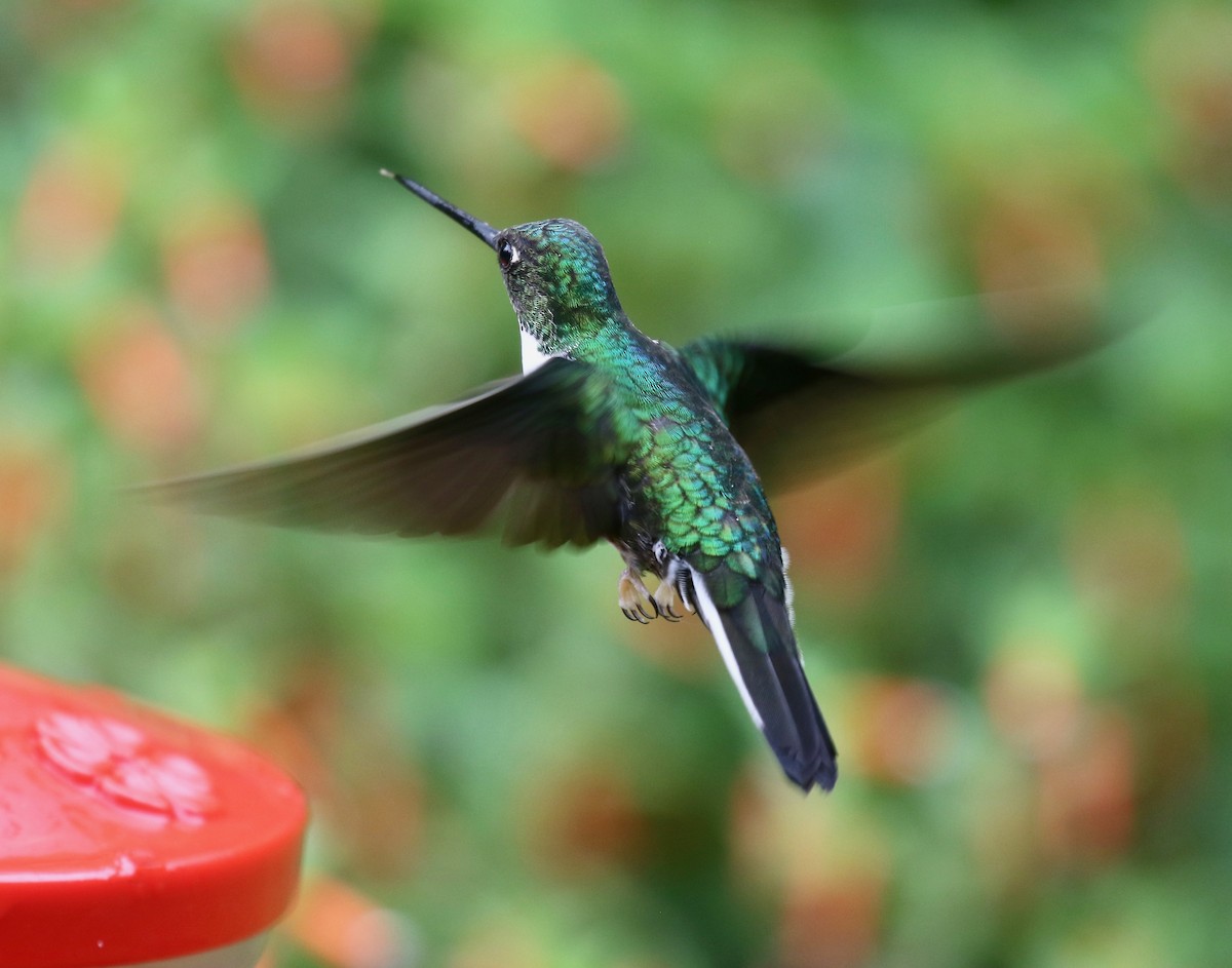 Collared Inca (Collared) - ML636591552