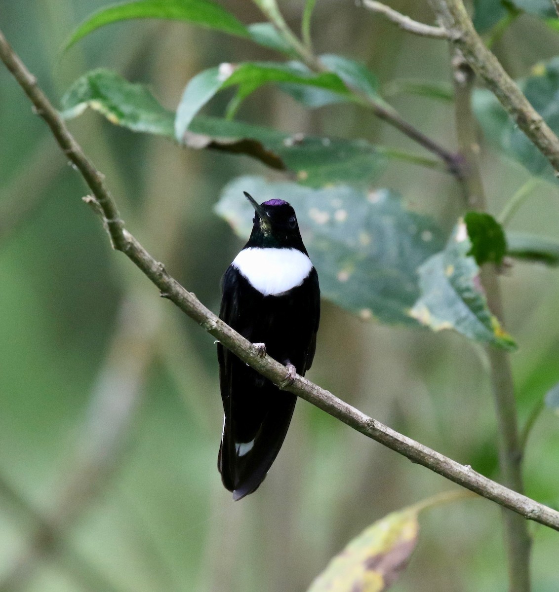 Collared Inca (Collared) - ML636591553