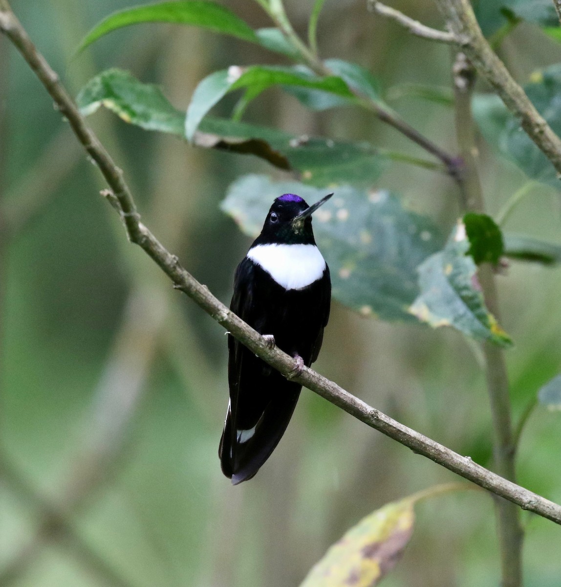 Collared Inca (Collared) - ML636591554