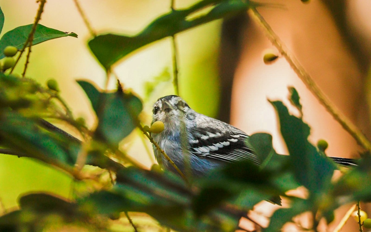 Black-capped Antwren - ML636591643