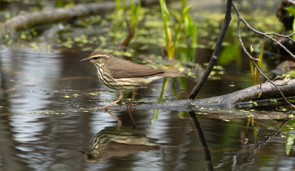 Northern Waterthrush - ML636591682