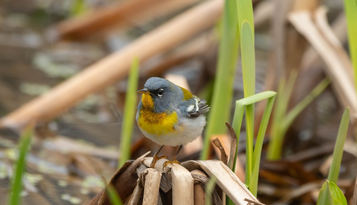Northern Parula - ML636591706