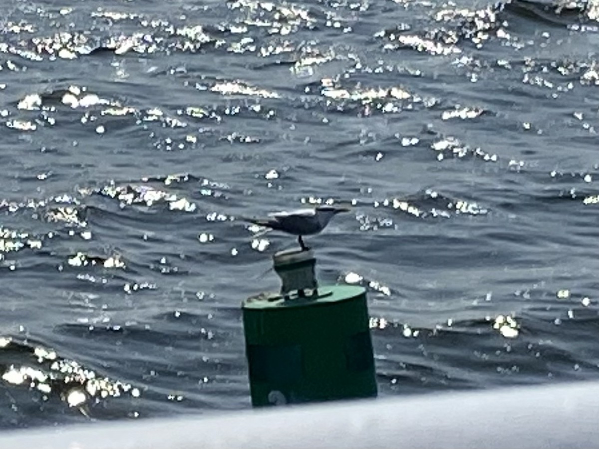 Royal Tern - ML636591716