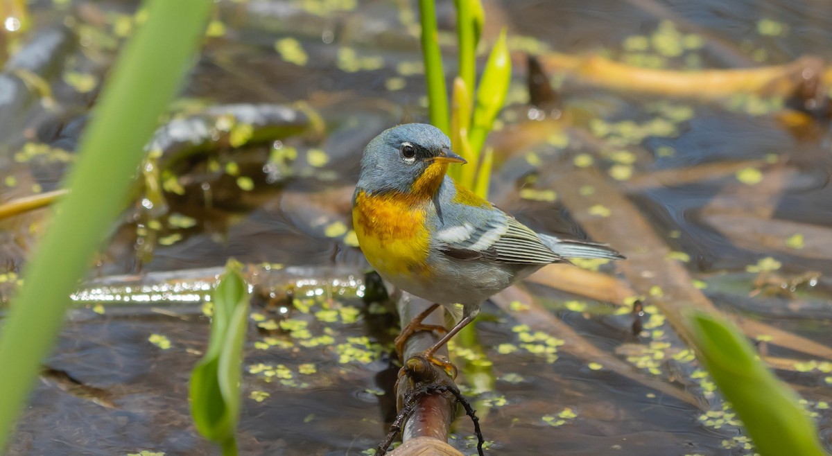 Northern Parula - ML636591718