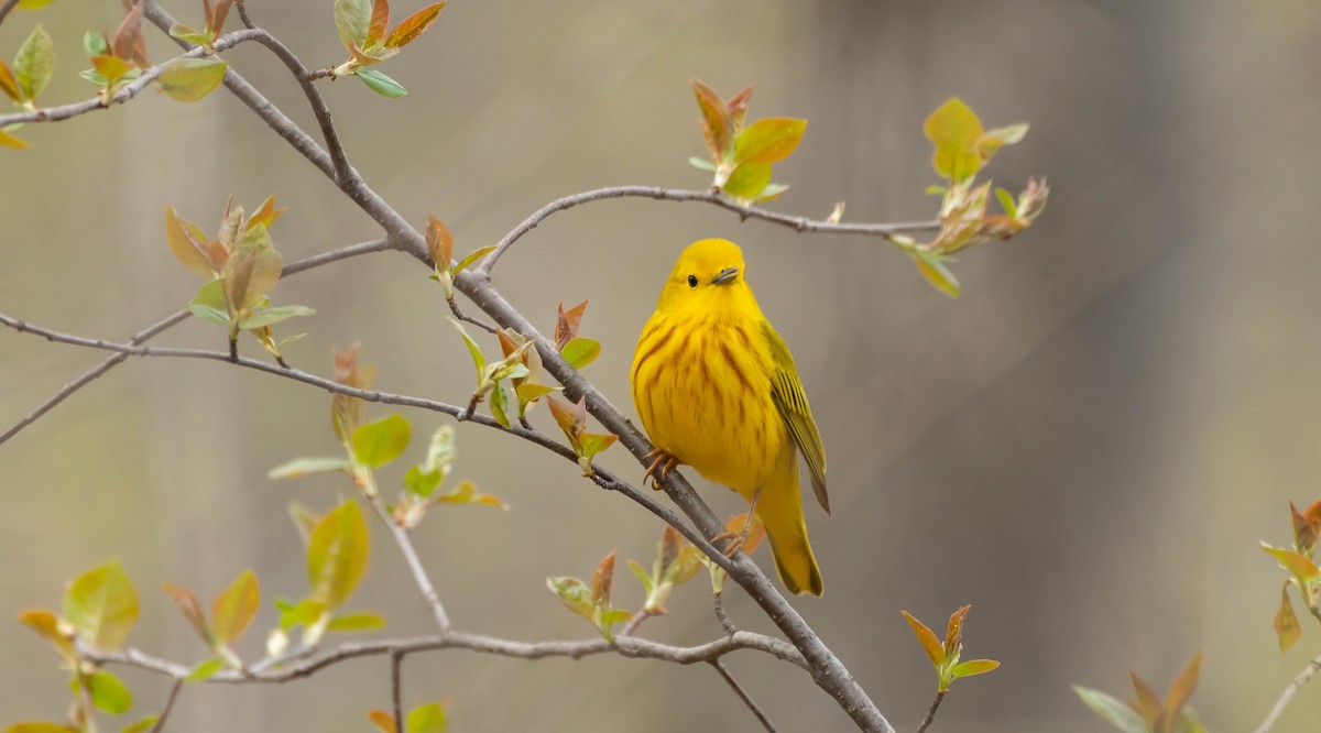 Northern Yellow Warbler - ML636591724