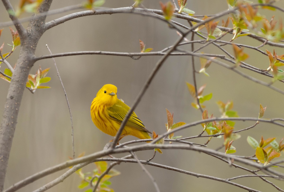 Northern Yellow Warbler - ML636591740