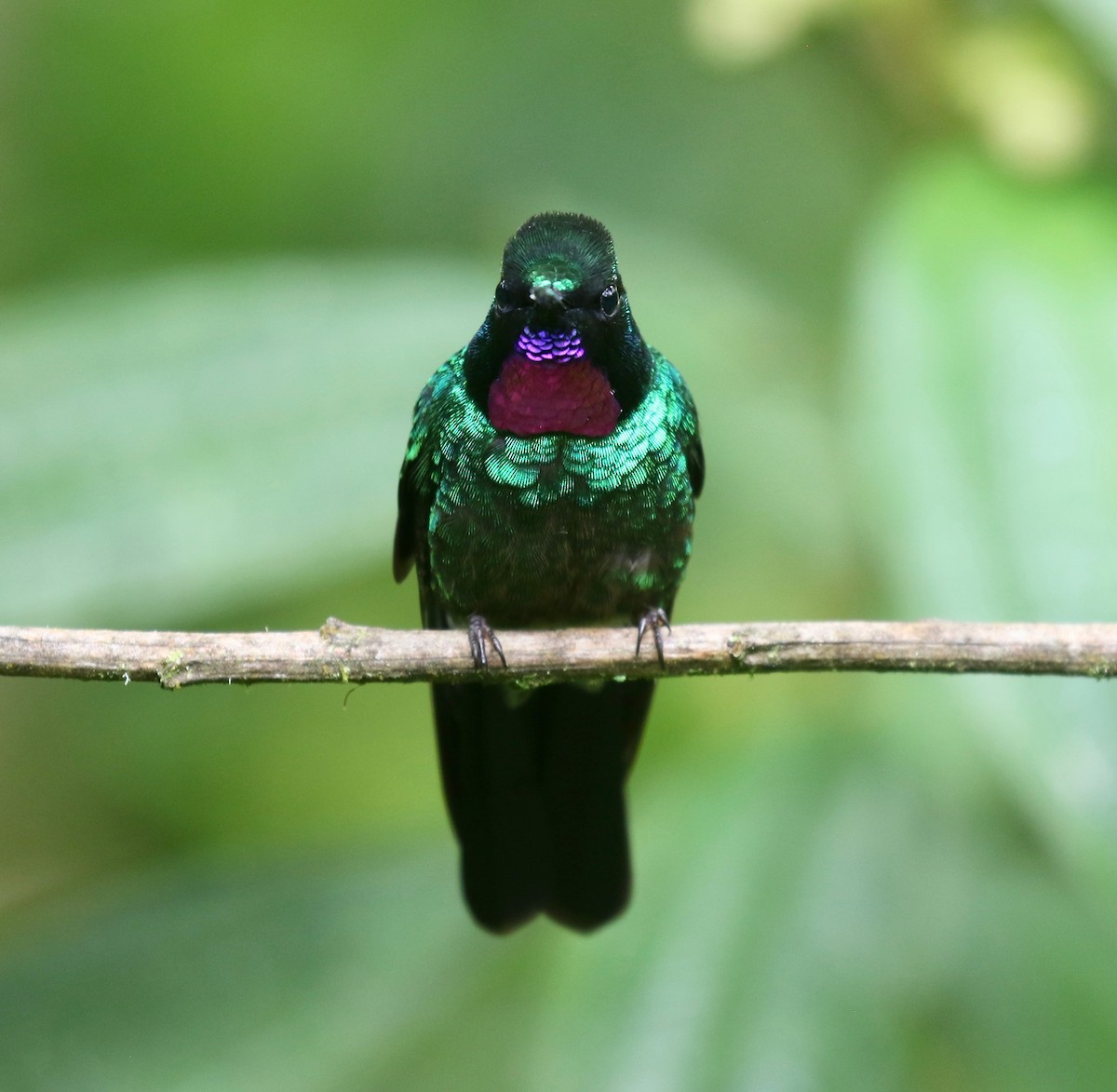 Tourmaline Sunangel - ML636591764