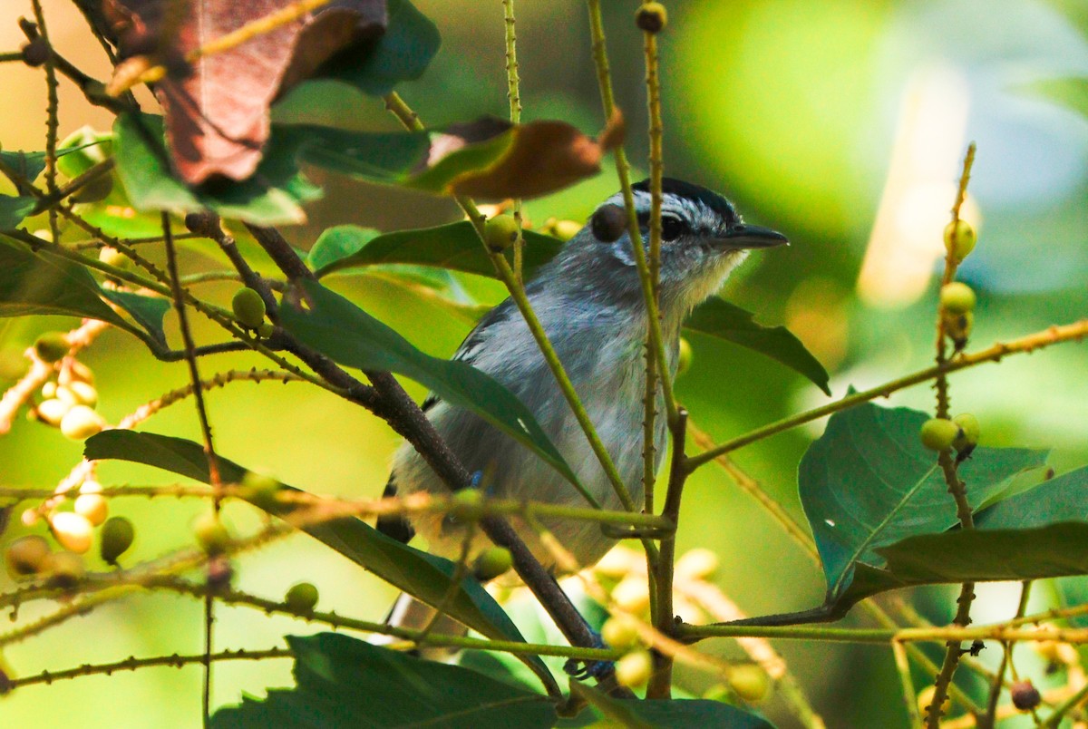 Black-capped Antwren - ML636591769