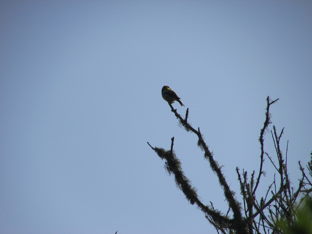 American Goldfinch - ML636591894