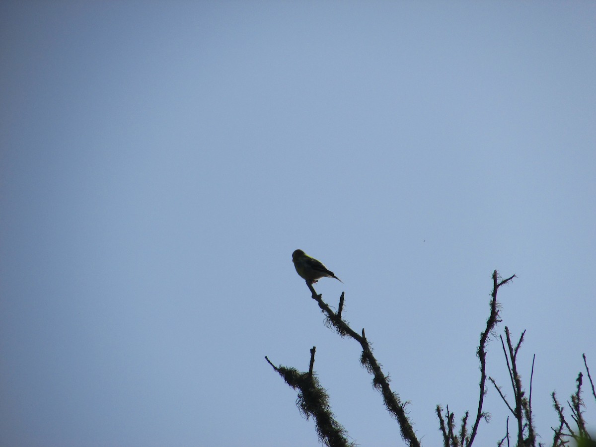 American Goldfinch - ML636591895