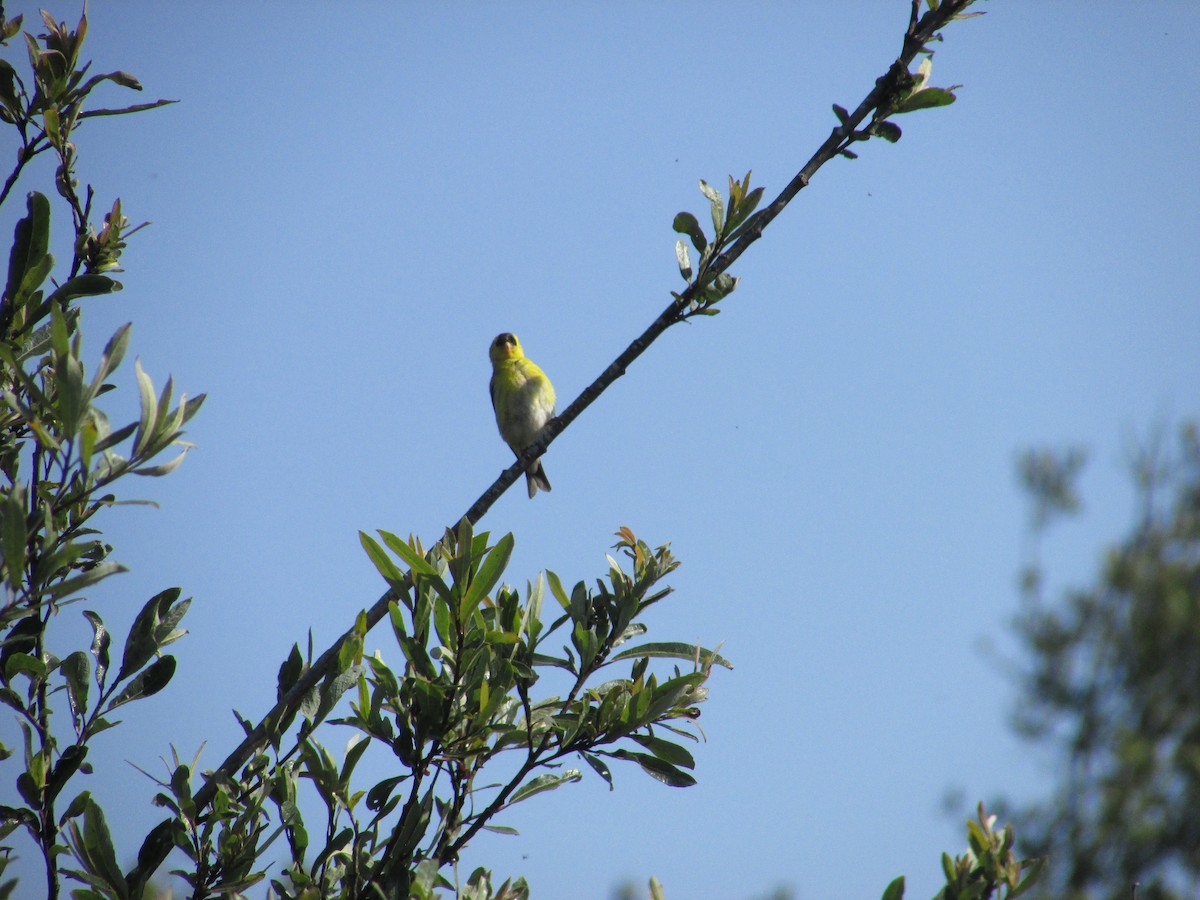 American Goldfinch - ML636591899