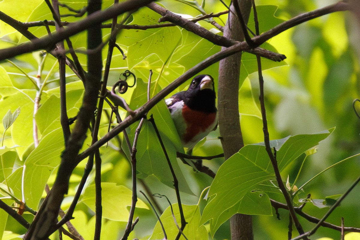 Rose-breasted Grosbeak - ML636591928
