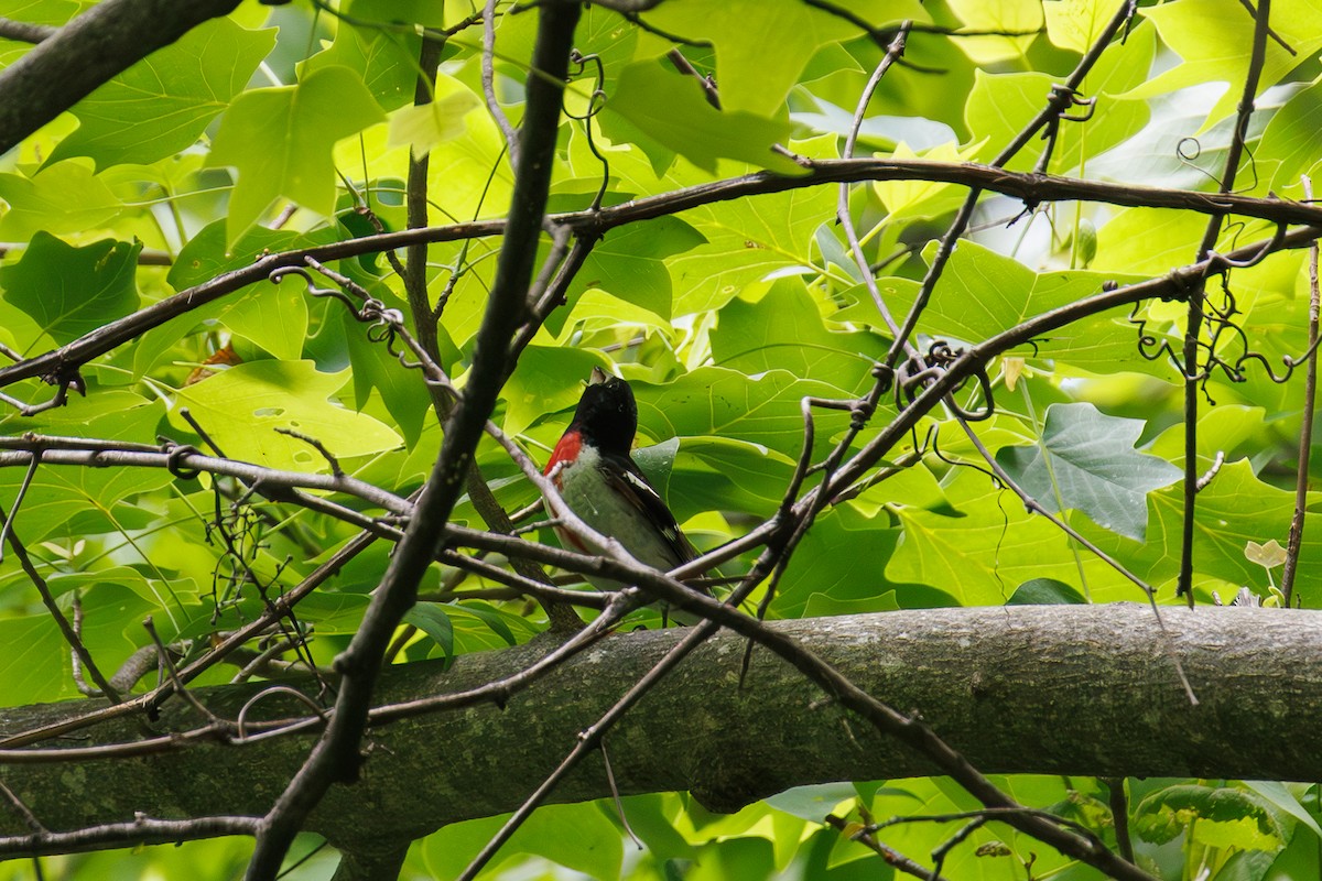 Rose-breasted Grosbeak - ML636591937