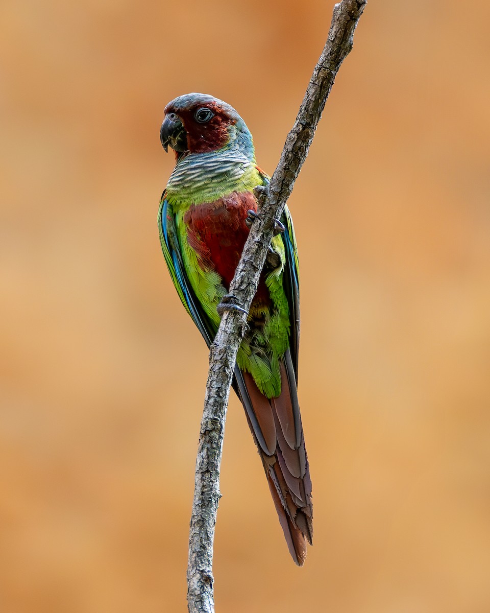 Pfrimer's Parakeet - ML636592050
