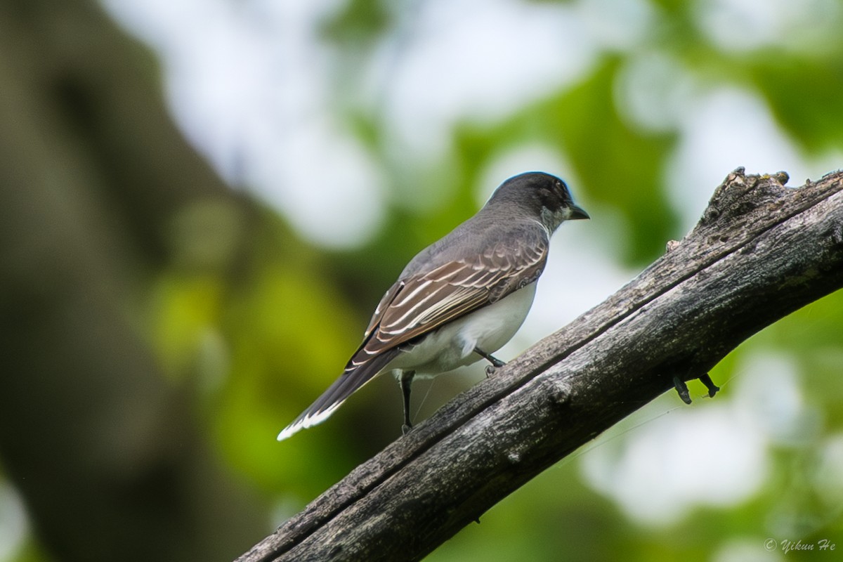 Eastern Kingbird - ML636592146