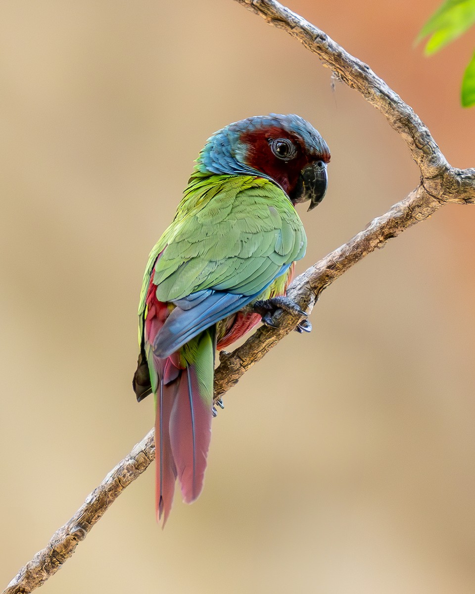 Pfrimer's Parakeet - ML636592262