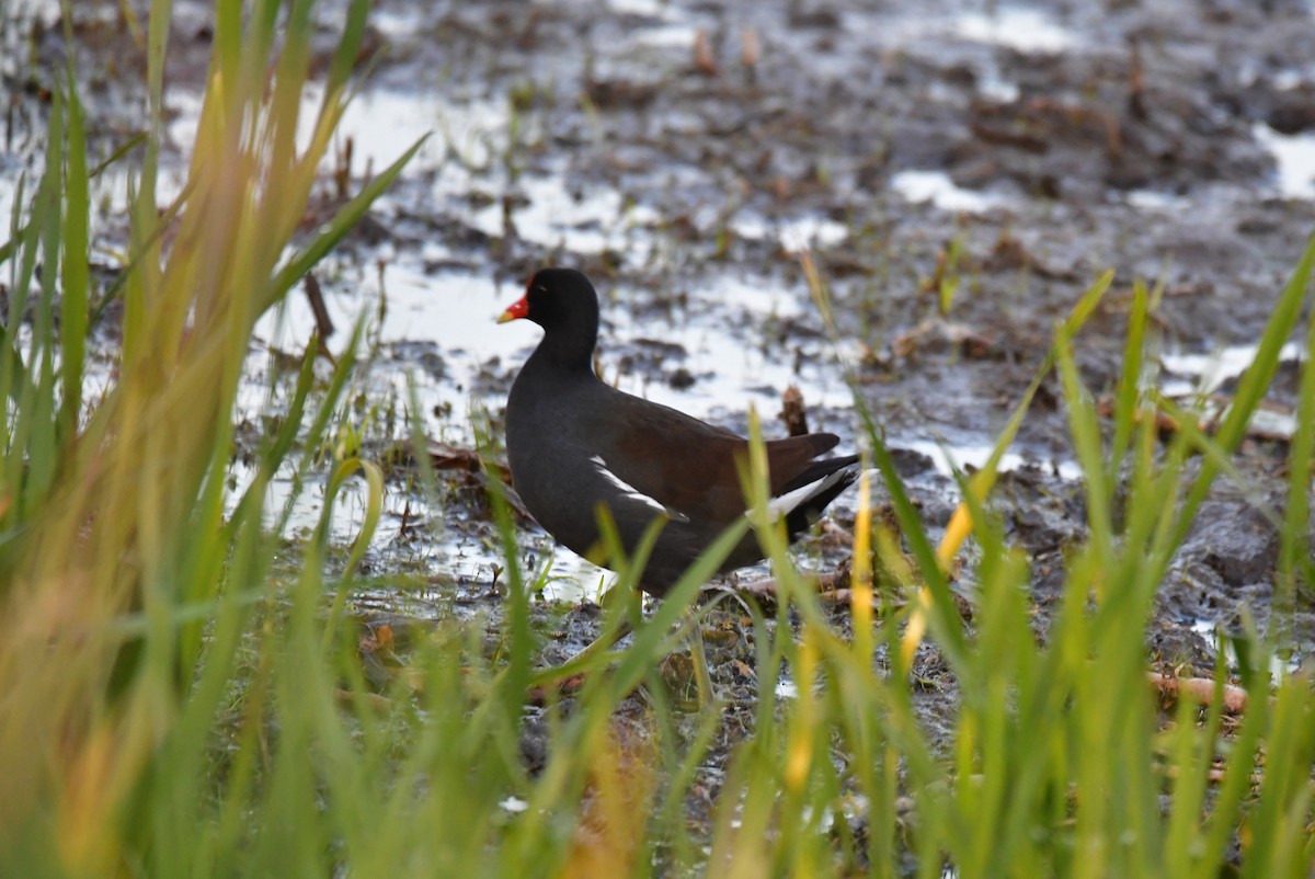 Common Gallinule - ML636592423