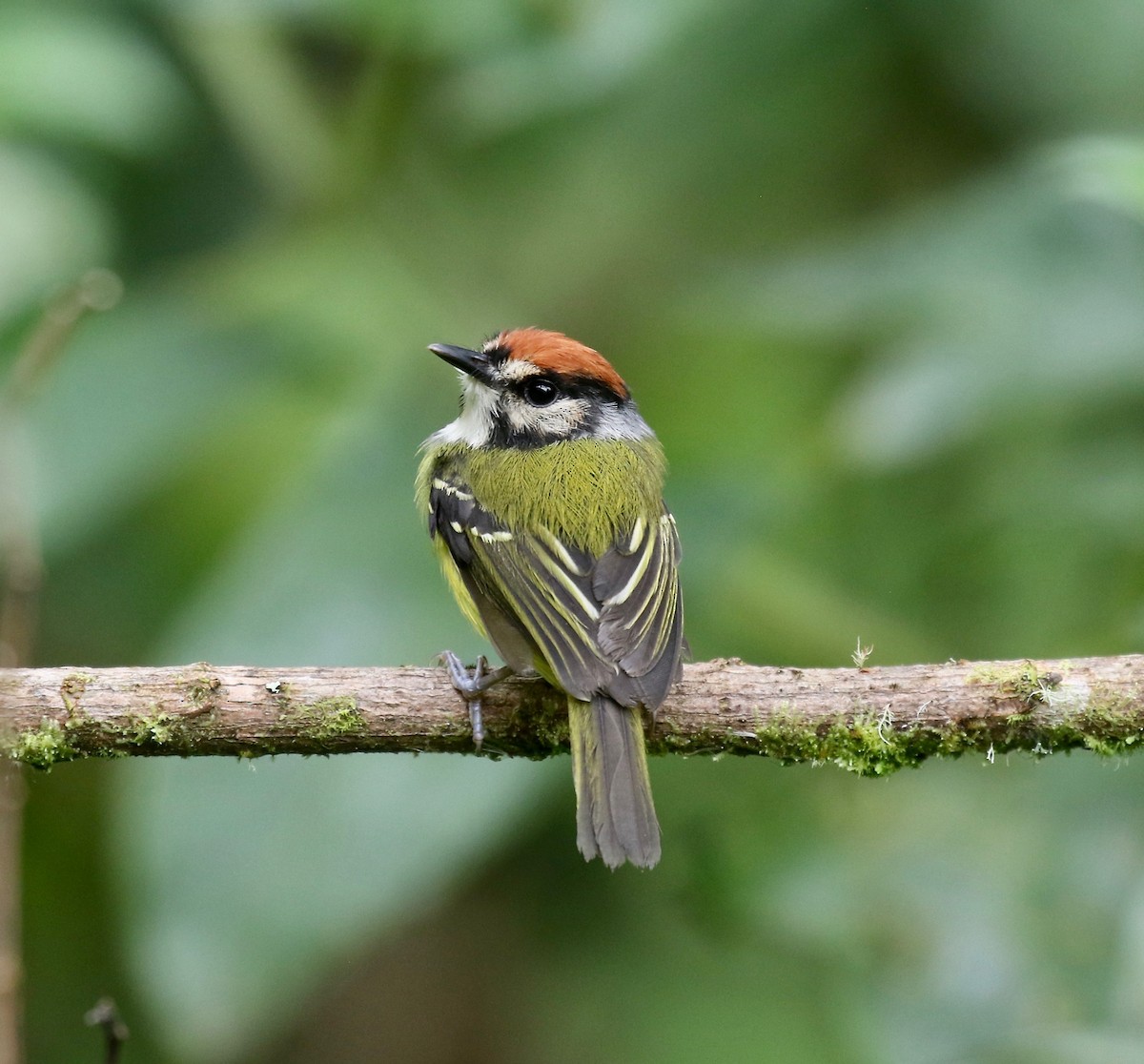 Rufous-crowned Tody-Flycatcher - ML636592503