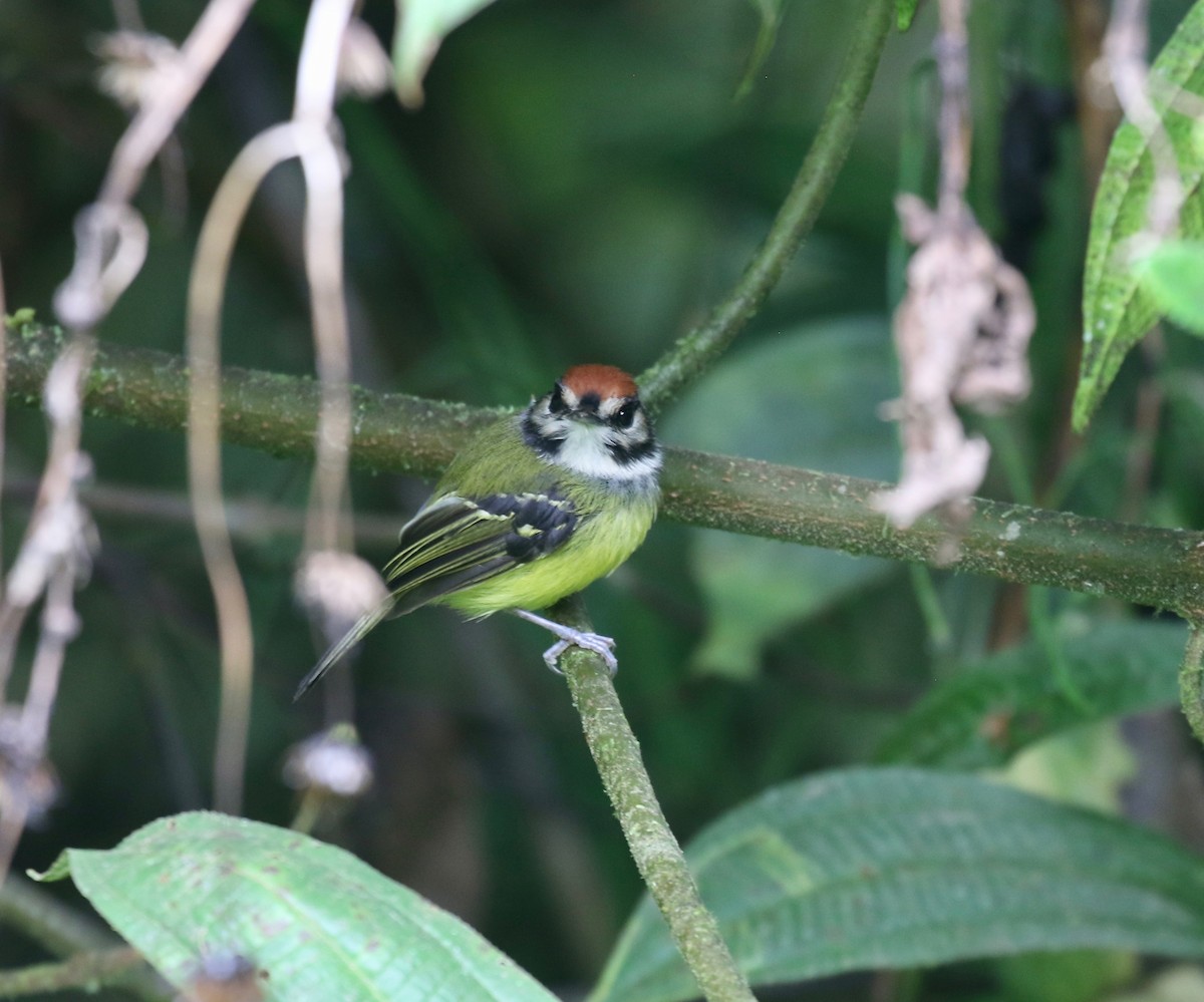 Rufous-crowned Tody-Flycatcher - ML636592506