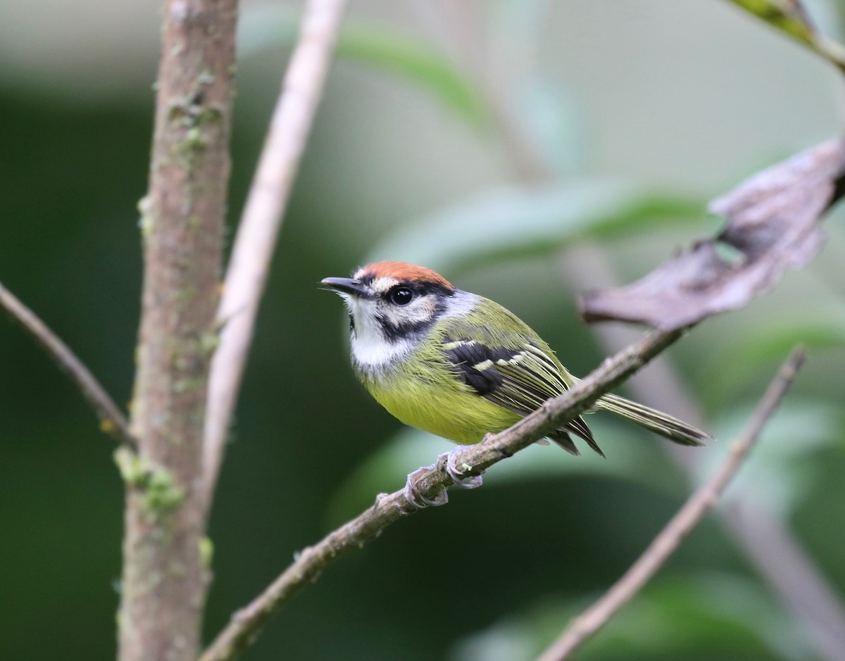 Rufous-crowned Tody-Flycatcher - ML636592507