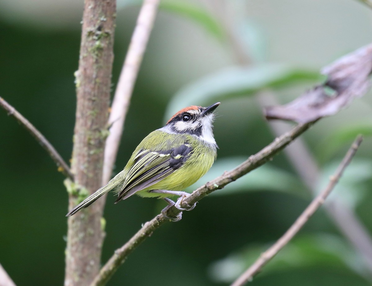 Rufous-crowned Tody-Flycatcher - ML636592508