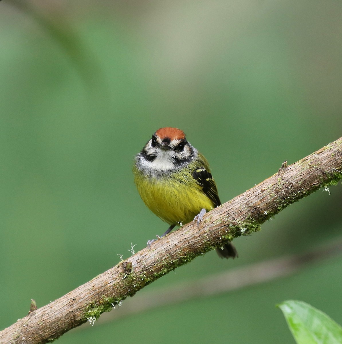 Rufous-crowned Tody-Flycatcher - ML636592510