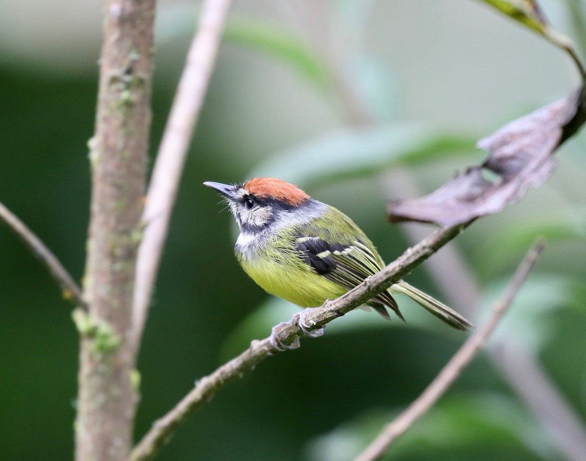 Rufous-crowned Tody-Flycatcher - ML636592512
