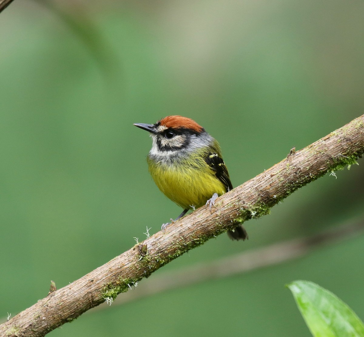 Rufous-crowned Tody-Flycatcher - ML636592513