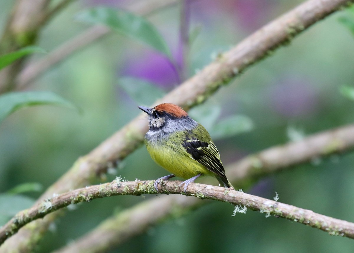 Rufous-crowned Tody-Flycatcher - ML636592515