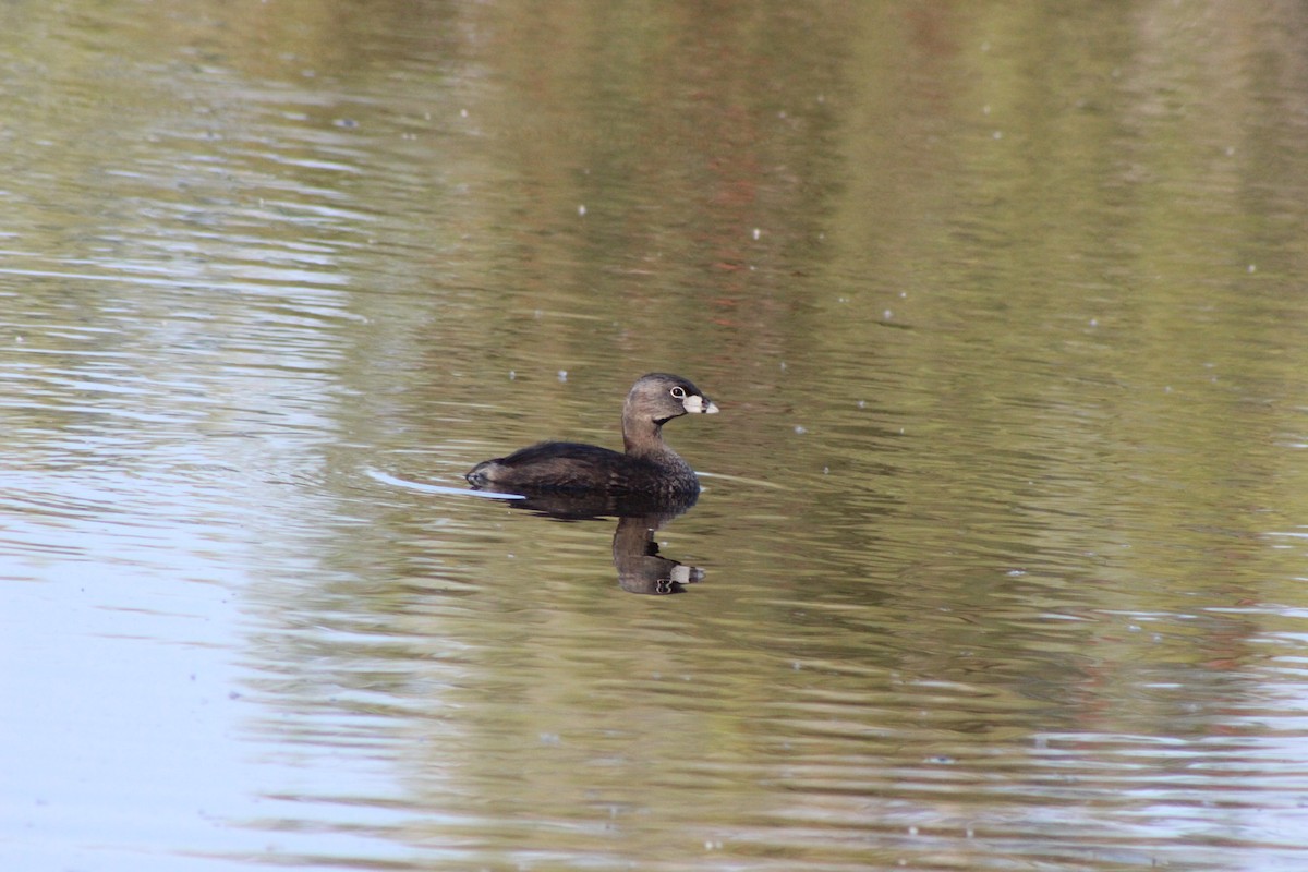 potápka americká - ML636592542