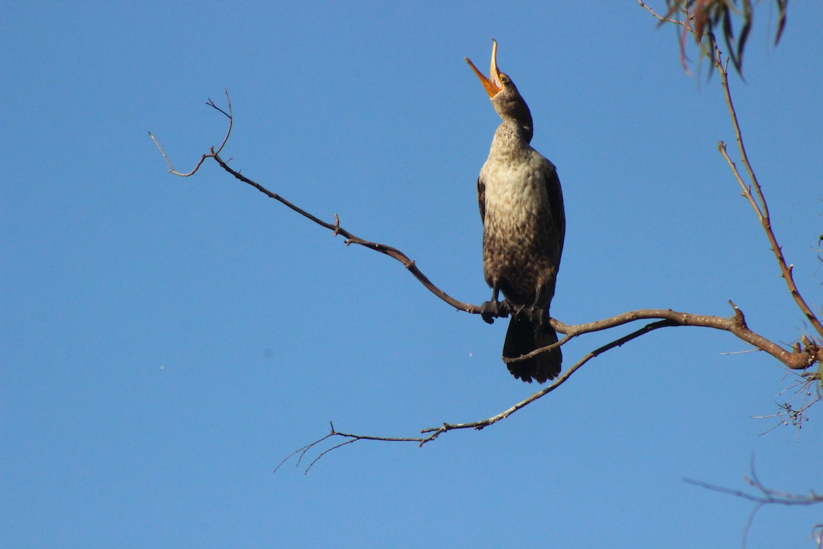 kormorán ušatý - ML636592591